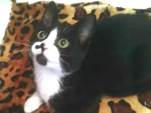 Gato raça srd idade 2 a 6 meses nome Isa