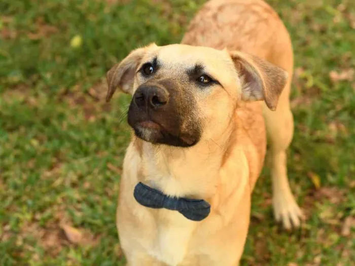 Cachorro raça srd idade 1 ano nome Scoopy