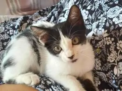 Gato ra a sem raça definida idade 2 a 6 meses nome kakau