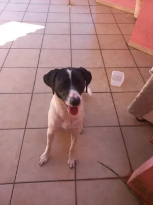 Cachorro raça SRD idade 1 ano nome Sem nome