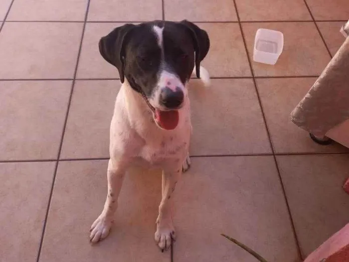 Cachorro ra a SRD idade 1 ano nome Sem nome
