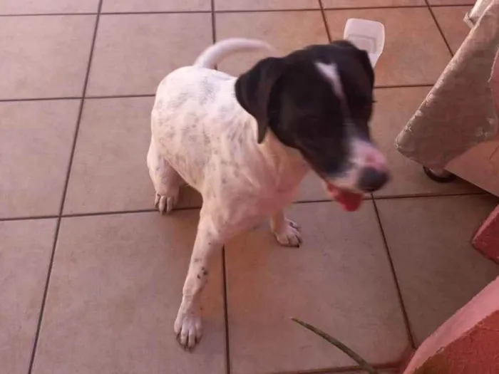 Cachorro ra a SRD idade 1 ano nome Sem nome