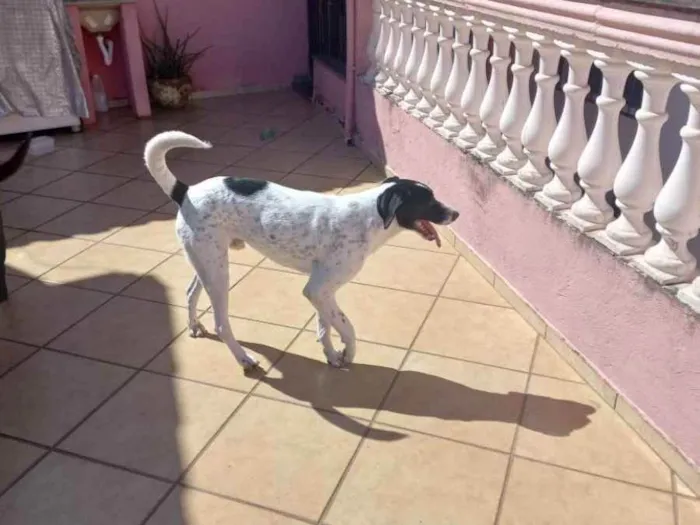 Cachorro ra a SRD idade 1 ano nome Sem nome