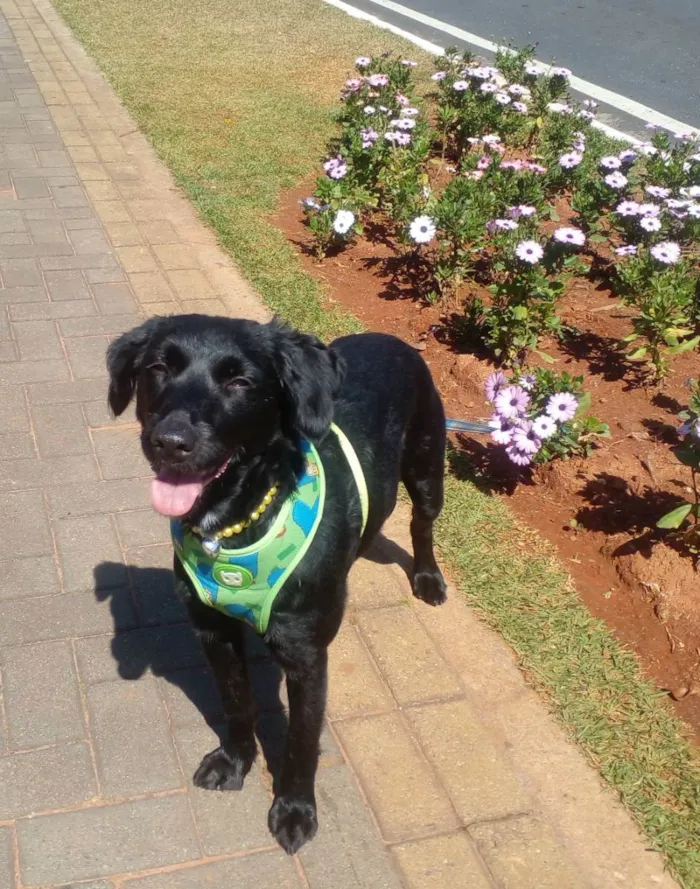 Cachorro ra a SRD idade 1 ano nome Pretinha