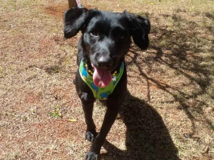 Cachorro ra a SRD idade 1 ano nome Pretinha