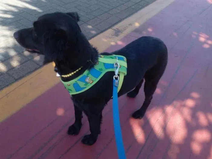 Cachorro ra a SRD idade 1 ano nome Pretinha
