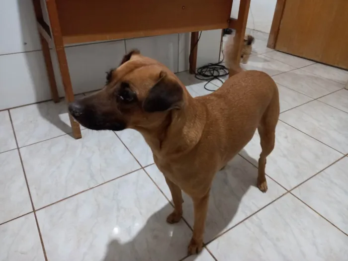 Cachorro ra a Vira-lata caramelo idade 5 anos nome Sofia