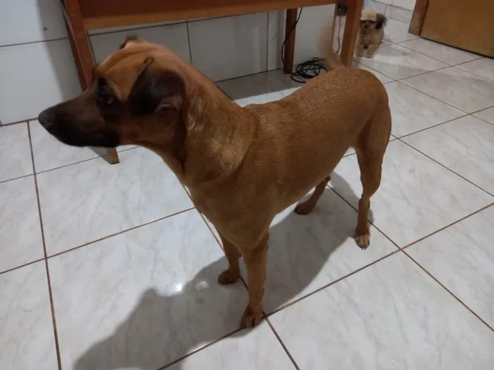 Cachorro ra a Vira-lata caramelo idade 5 anos nome Sofia