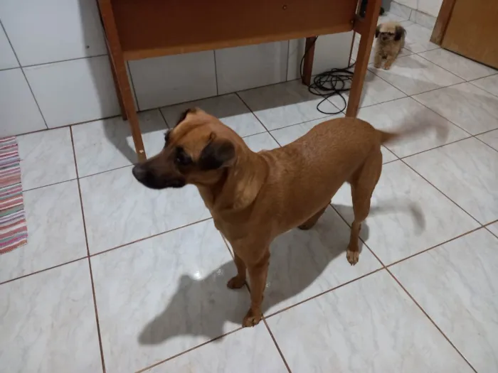 Cachorro ra a Vira-lata caramelo idade 5 anos nome Sofia