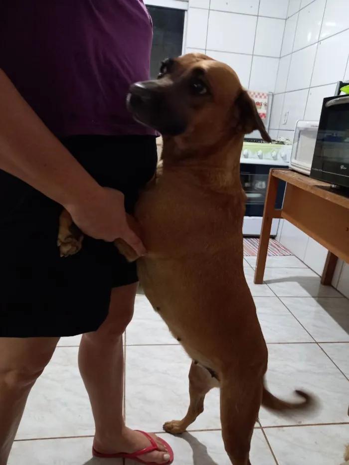 Cachorro ra a Vira-lata caramelo idade 5 anos nome Sofia