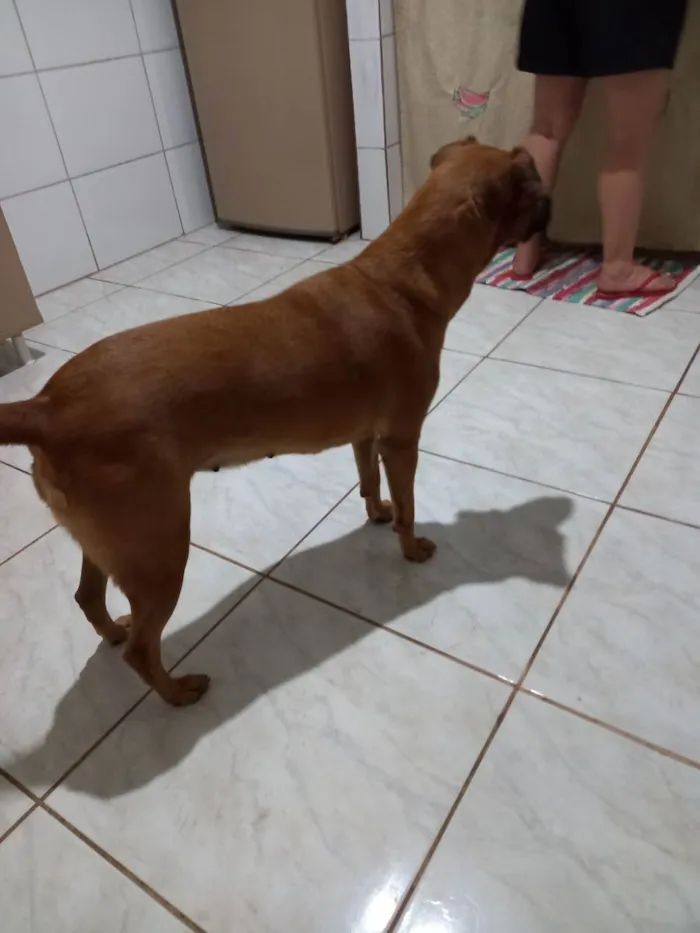 Cachorro ra a Vira-lata caramelo idade 5 anos nome Sofia