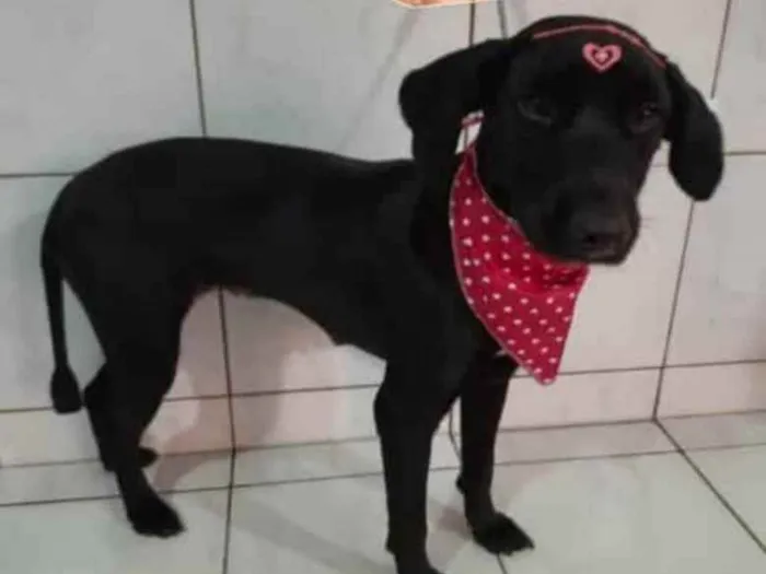 Cachorro ra a SRD idade 1 ano nome Pretinha