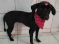 Pretinha