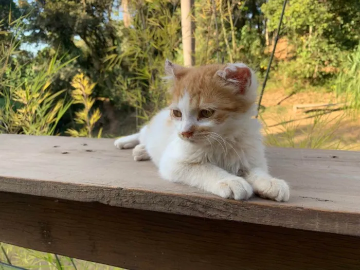 Gato raça Gato idade 2 a 6 meses nome Will