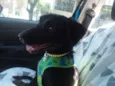 Cachorro raça SRD idade 1 ano nome Pretinha