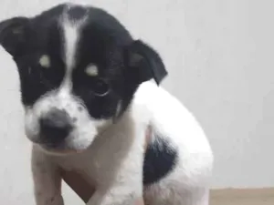 Cachorro raça Srd idade Abaixo de 2 meses nome Todynho 