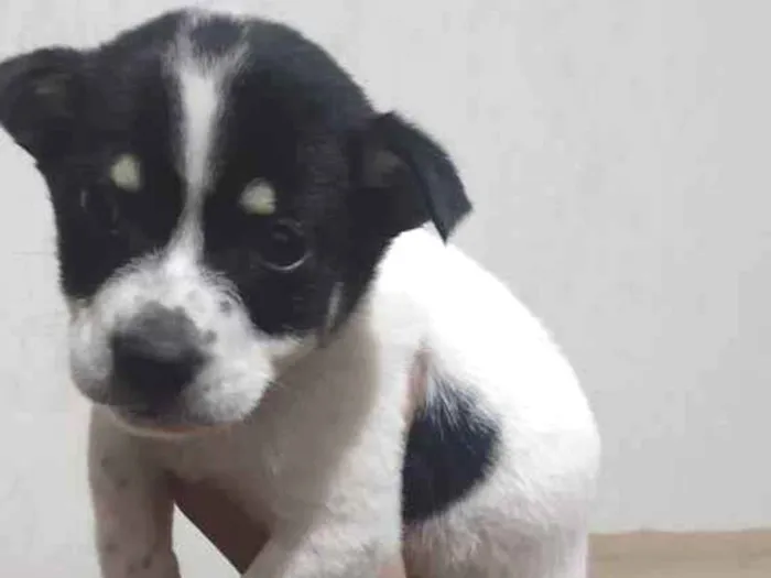 Cachorro ra a Srd idade Abaixo de 2 meses nome Todynho 