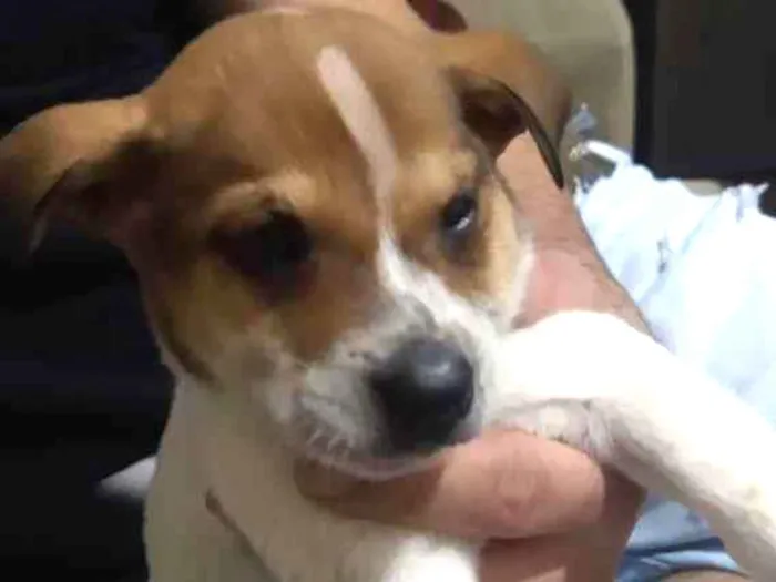 Cachorro ra a Srd idade Abaixo de 2 meses nome Caramelo 