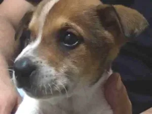 Cachorro raça Srd idade Abaixo de 2 meses nome Caramelo 