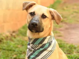 Cachorro raça srd idade 1 ano nome Scoopy