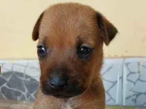 Cachorro raça SRD idade Abaixo de 2 meses nome Sem nome 