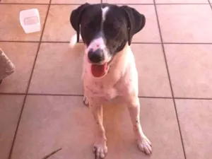 Cachorro raça SRD idade 1 ano nome Sem nome
