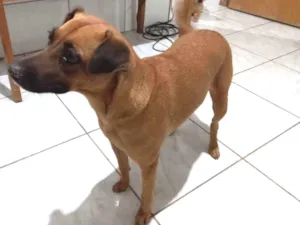 Cachorro raça Vira-lata caramelo idade 5 anos nome Sofia