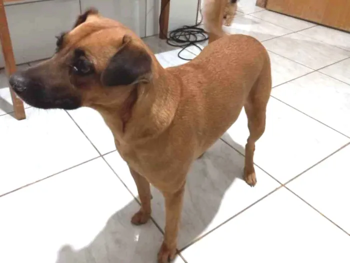 Cachorro ra a Vira-lata caramelo idade 5 anos nome Sofia