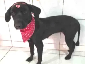 Cachorro raça SRD idade 1 ano nome Pretinha