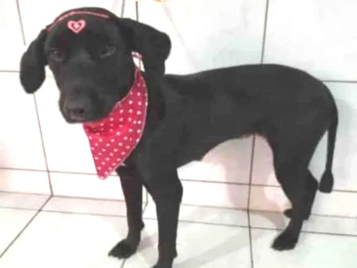 Cachorro ra a SRD idade 1 ano nome Pretinha