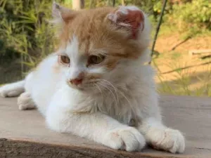 Gato raça Gato idade 2 a 6 meses nome Will