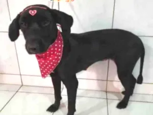 Cachorro raça SRD idade 1 ano nome Pretinha