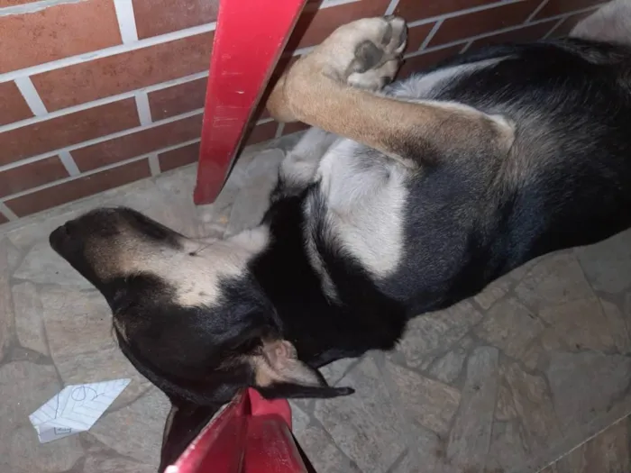 Cachorro ra a Indefinida  idade 2 anos nome Tu vai e e peludo