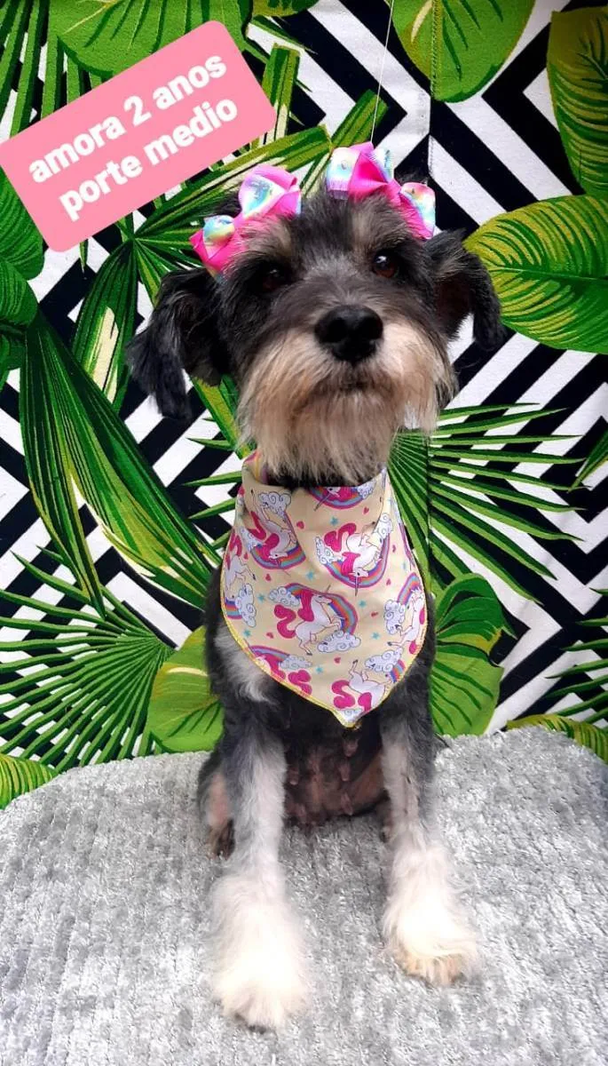 Cachorro raça  idade 2 anos nome Amora 