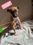 Cachorro raça  idade 2 a 6 meses nome Piter 