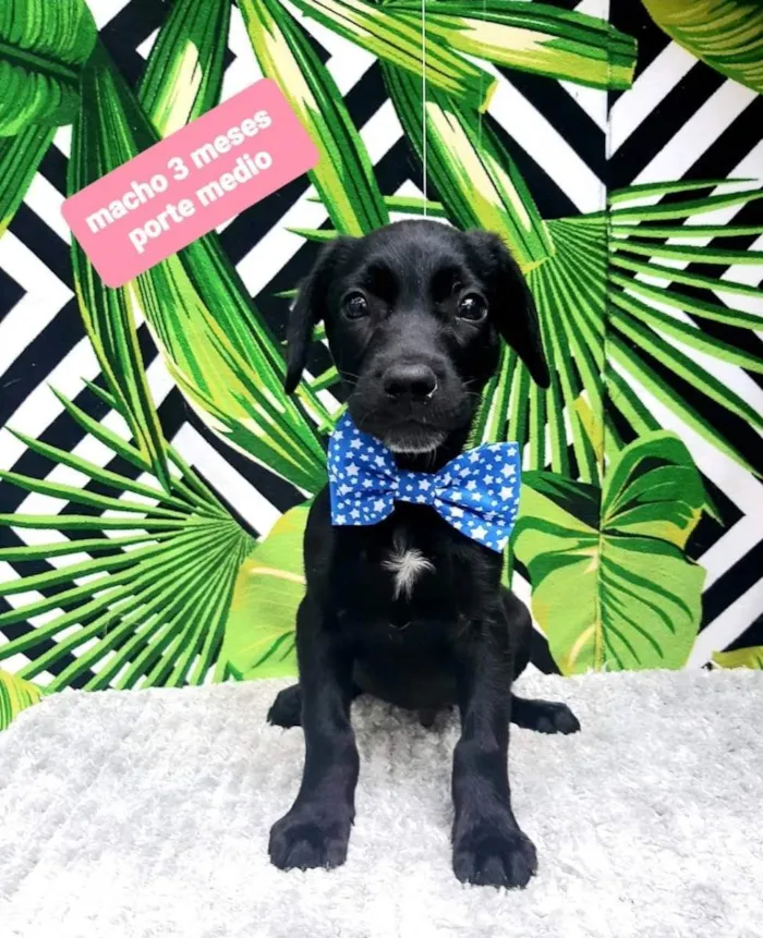 Cachorro ra a  idade 2 a 6 meses nome Jaspe