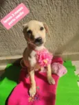 Cachorro raça  idade 2 a 6 meses nome Moie 