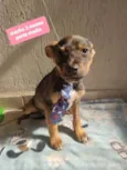 Cachorro raça  idade 2 a 6 meses nome Buck 