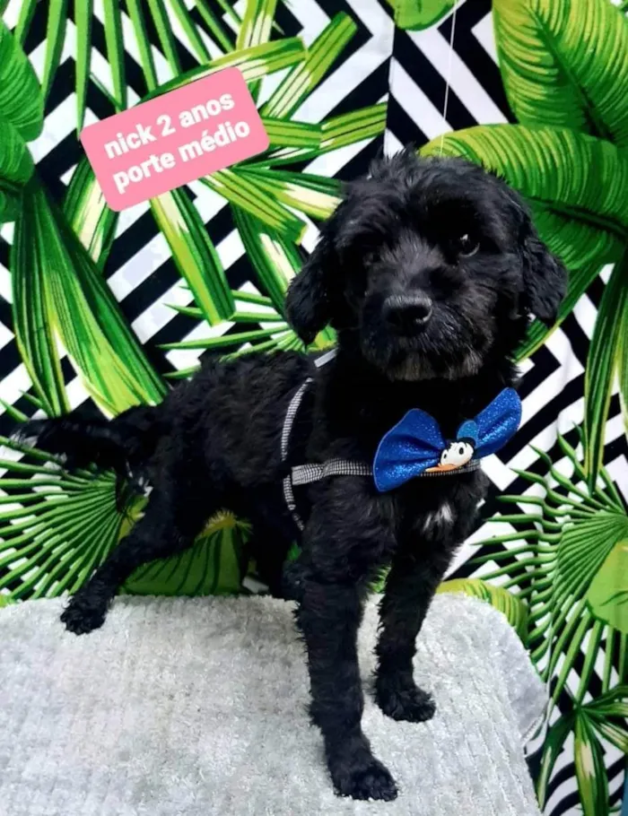 Cachorro raça  idade 2 anos nome Nick 