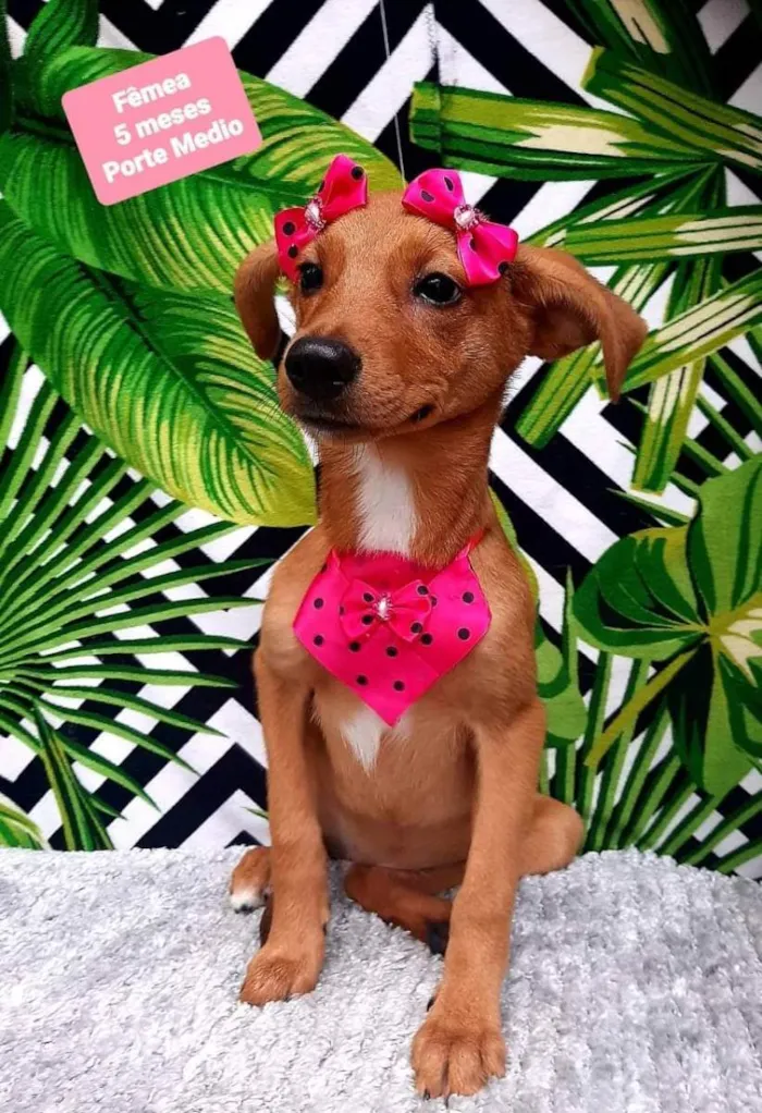 Cachorro raça  idade 2 a 6 meses nome Bia 