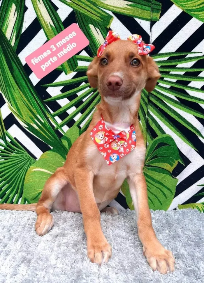 Cachorro raça  idade 2 a 6 meses nome Nancy 