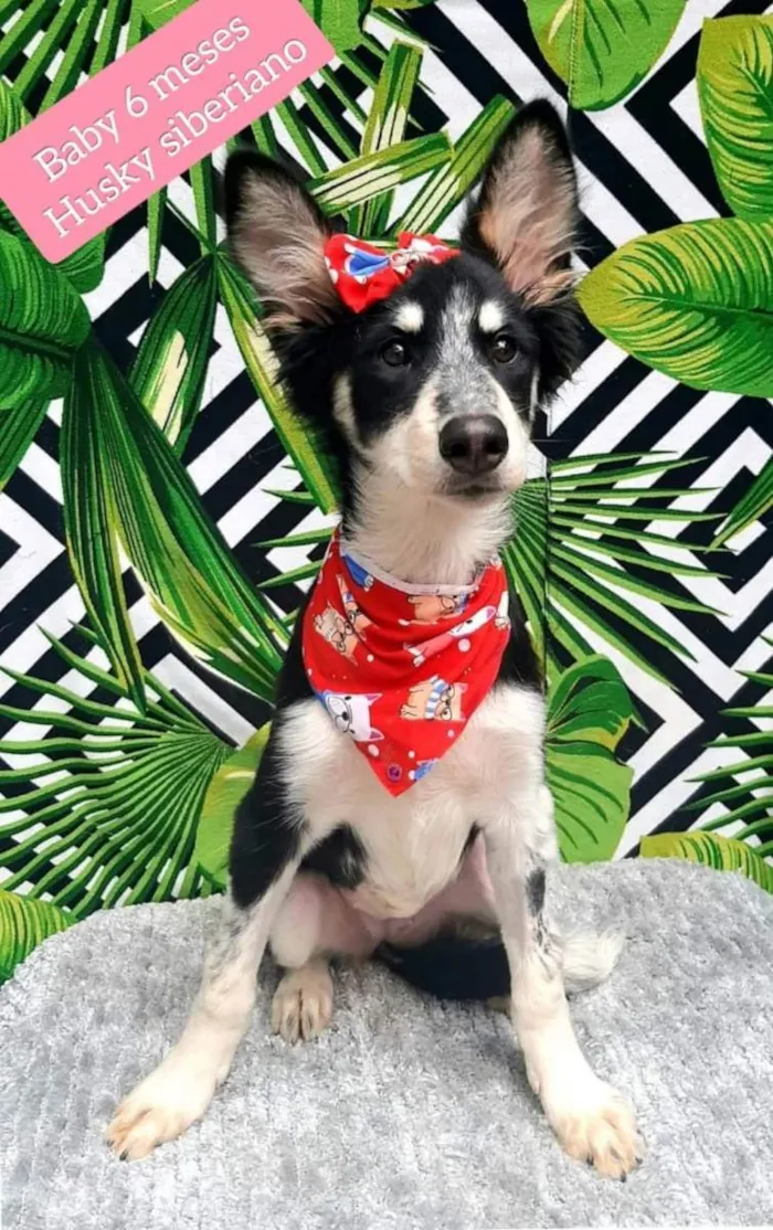 Cachorro raça Husky  idade 2 a 6 meses nome Baby 