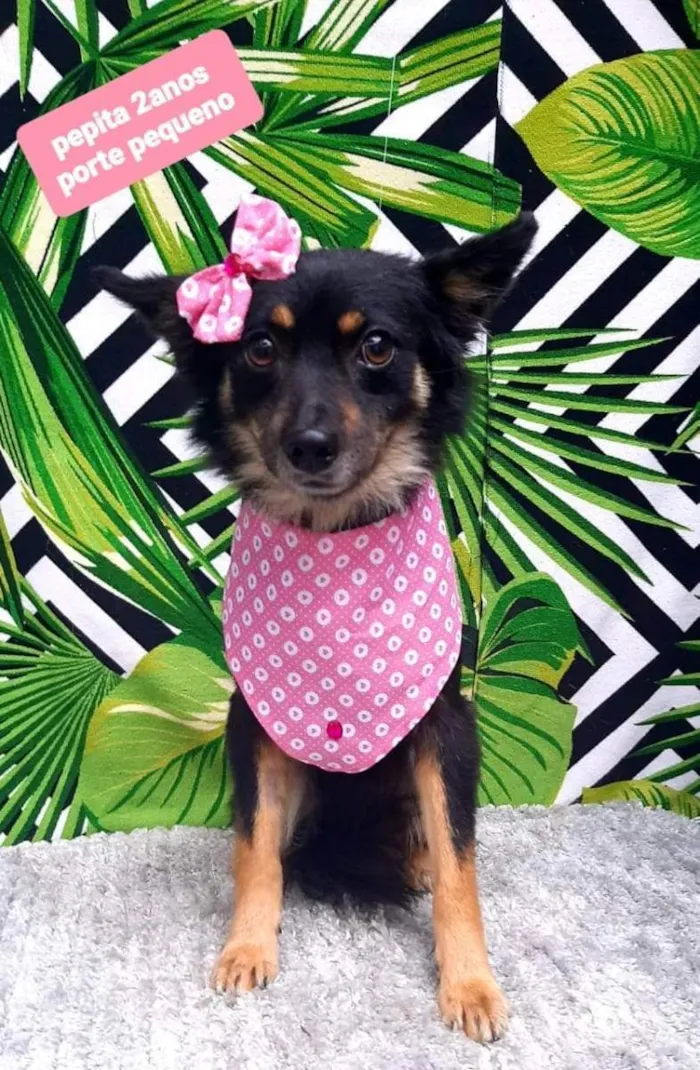 Cachorro raça  idade 2 anos nome Pepita 