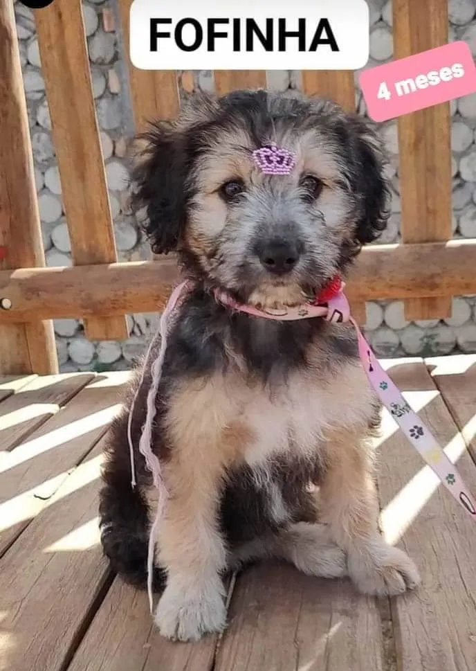 Cachorro raça  idade 2 a 6 meses nome Fofinha 