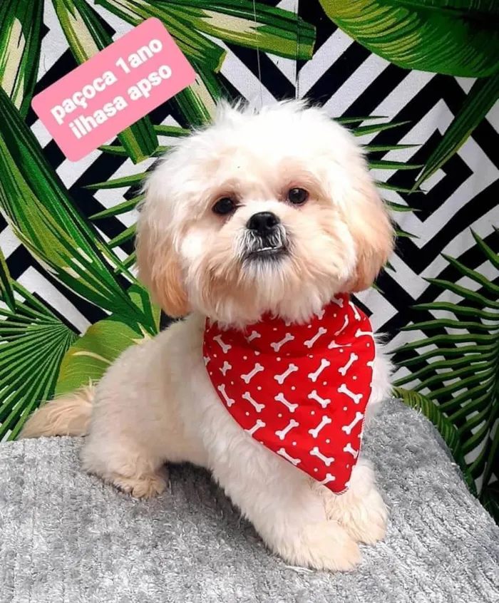 Cachorro raça Lhasa  idade 1 ano nome Paçoca 