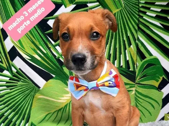 Cachorro raça  idade 2 a 6 meses nome Filipe 