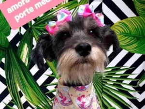 Cachorro raça  idade 2 anos nome Amora 