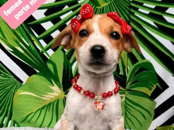 Cachorro raça  idade 2 a 6 meses nome Raika 