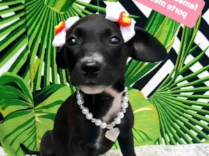 Cachorro raça  idade 2 a 6 meses nome Umê