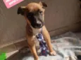 Cachorro raça  idade 2 a 6 meses nome Piter 
